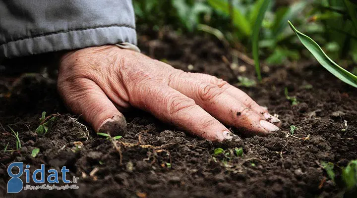 بهبود بهره‌وری خاک با کشاورزی پایدار