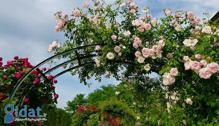 انواع گیاهان رونده برای باغ و آپارتمان؛ راهنمای کامل انتخاب بهترین گیاه رونده برای فضای شما