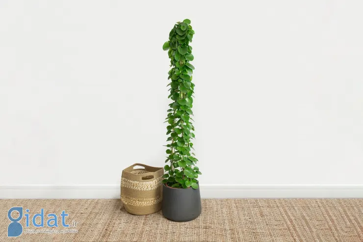 گیاه رونده سیسوس