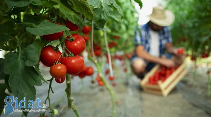 کاشت گوجه فرنگی در مزرعه