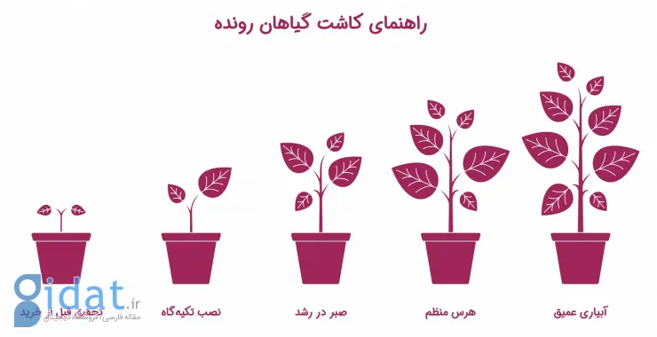 اینفوگرافیک نکات کاشت گیاهان رونده