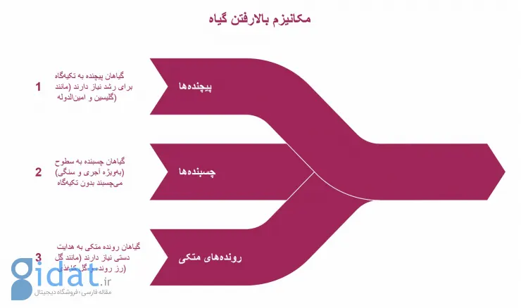 اینفوگرافیک مکانیزم بالا رفتن گیاه