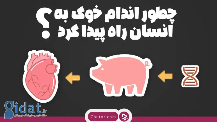 چطور اعضای خوک به انسان پیوند زده شد؟ + ویدئو