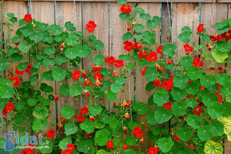 گل های لادن رونده