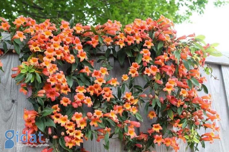 گل های نارنجی پیچ اناری