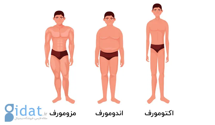 انواع تیپ بدنی آقایان