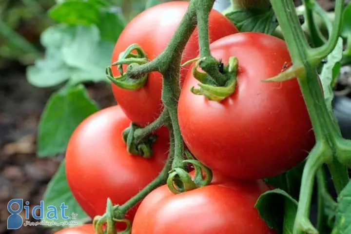 انواع گوجه فرنگی؛ 18 نوع خوشمزه و رنگارنگ را بشناسید