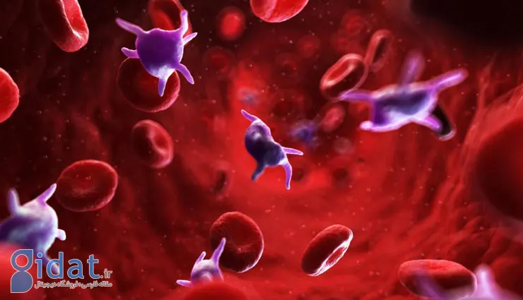 برای افزایش پلاکت خون چه بخوریم؟+ ۱۰ ماده غذایی برای افزایش پلاکت خون