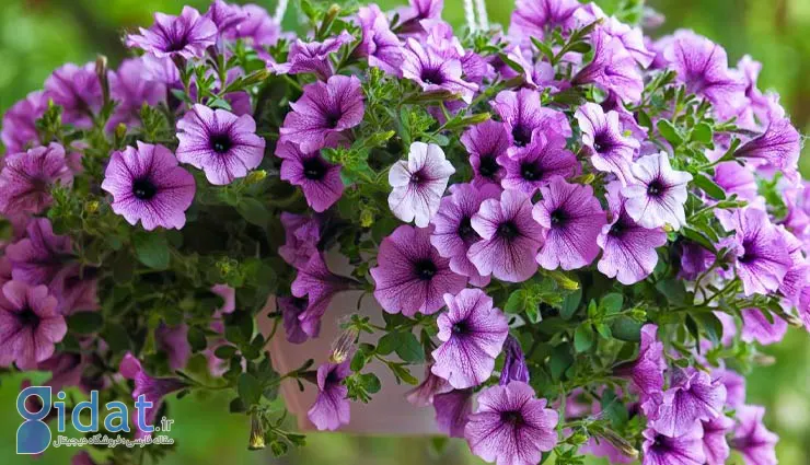 گل اطلسی؛ روش تکثیر و نگهداری این گیاه خوشبو و خوش رنگ