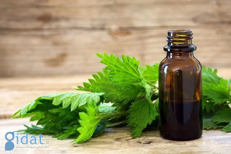 خواص گزنه؛ ۱۶ خاصیت گیاه گزنه که سرشار از ویتامین D است