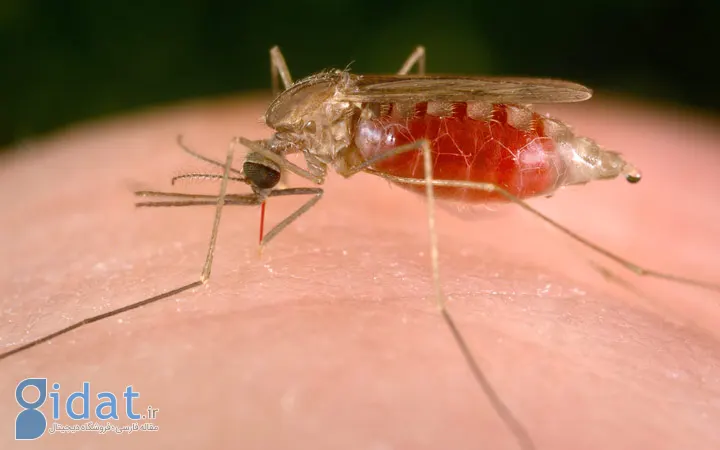 پماد کالامین برای نیش حشرات