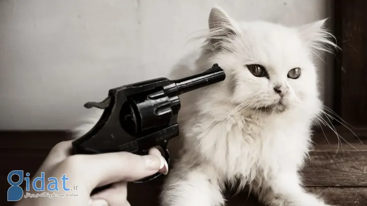 چرا می‌خواهیم چیزهای بامزه را فشار دهیم؟