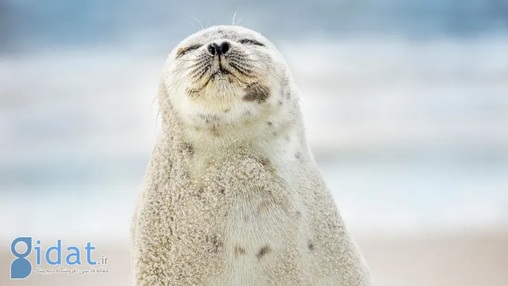 فوک با چشم بسته