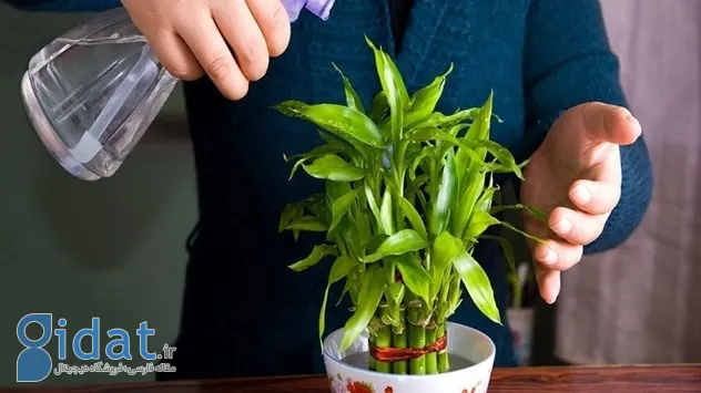 راه های نگهداری از بامبو در خانه