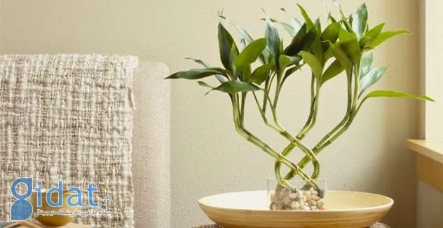 نگهداری از گل و گیاه در آپارتمان