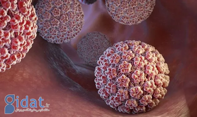 ویروس HPV یا زگیل تناسلی