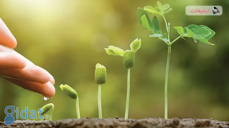 راهنمای انتخاب بذر گل خارجی مرغوب
