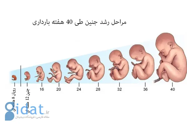 وزن مناسب جنین در هر هفته از بارداری| نی نی سایت