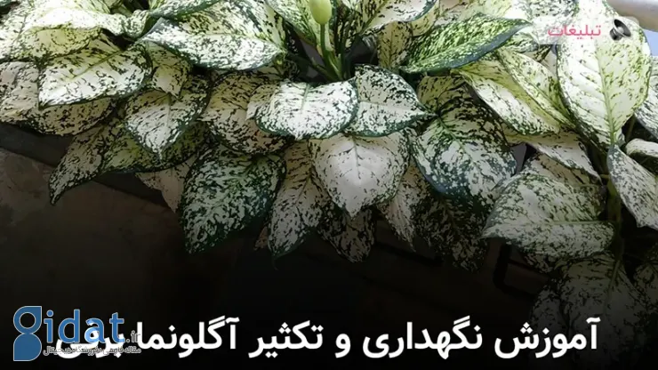 آموزش نگهداری و تکثیر برف آگلونما