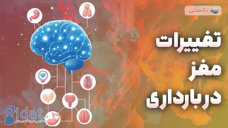 چگونه مغز زنان در دوران بارداری سازماندهی مجدد می‌شود؟