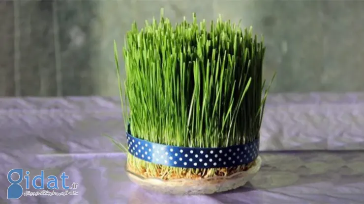 کاشت گندم برای سبزه ی عید