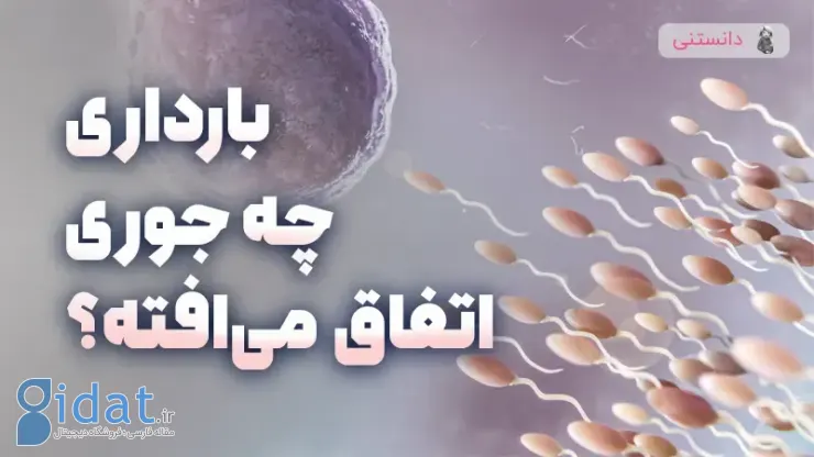 بارداری چگونه اتفاق می افتد؟