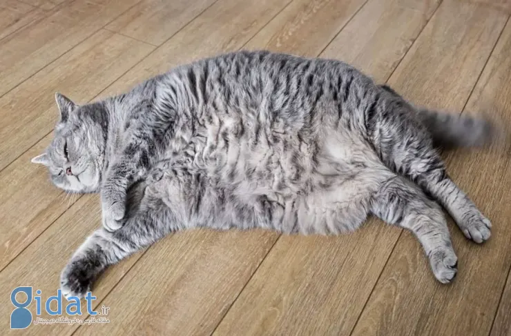 اولین آزمایش بالینی داروی کاهش وزن گربه به شکل ایمپلنت زیر جلدی آغاز شده است