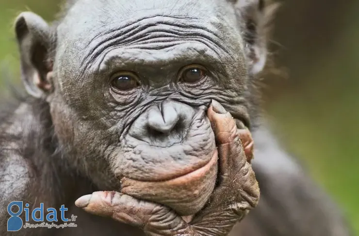 یک آزمایش جالب توسط محققان نشان داد که میمون ها نیز مانند انسان ها توانایی تخیل دارند