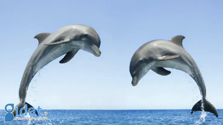 پیر شدن دلفین