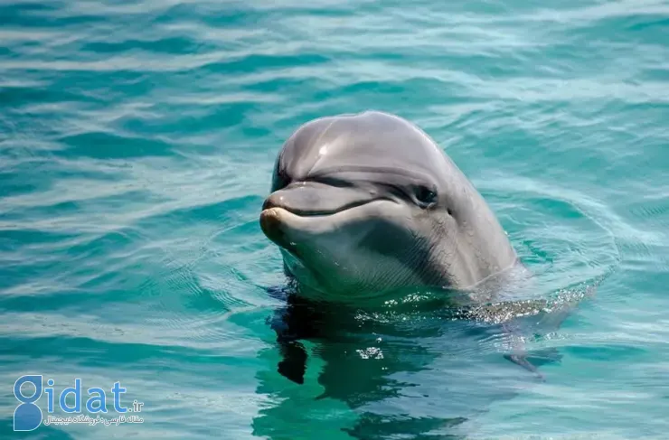 ویژگی‌ای مشابه انسان‌ها؛ دلفین‌هایی که دوستان صمیمی دارند، دیرتر پیر می‌شوند