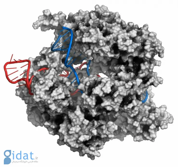 پروتئین Cas9