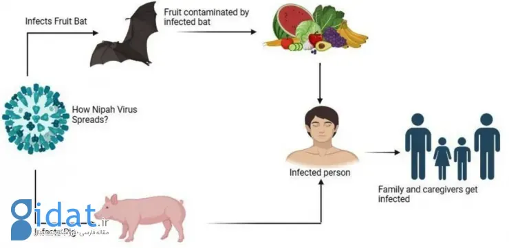 ویروس نیپا در هند