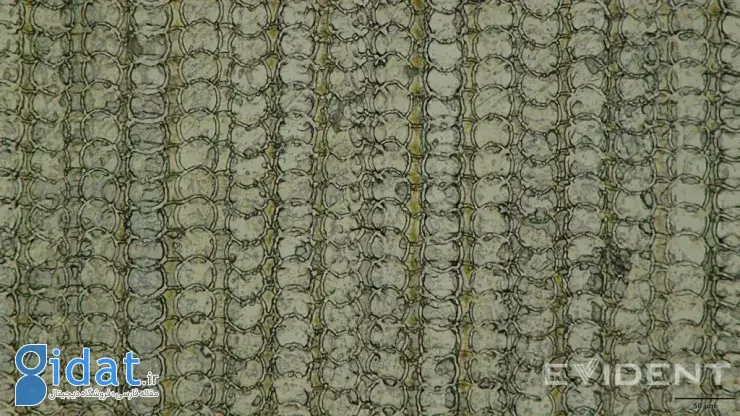 الگوی پورت شارژ آیفون ایر