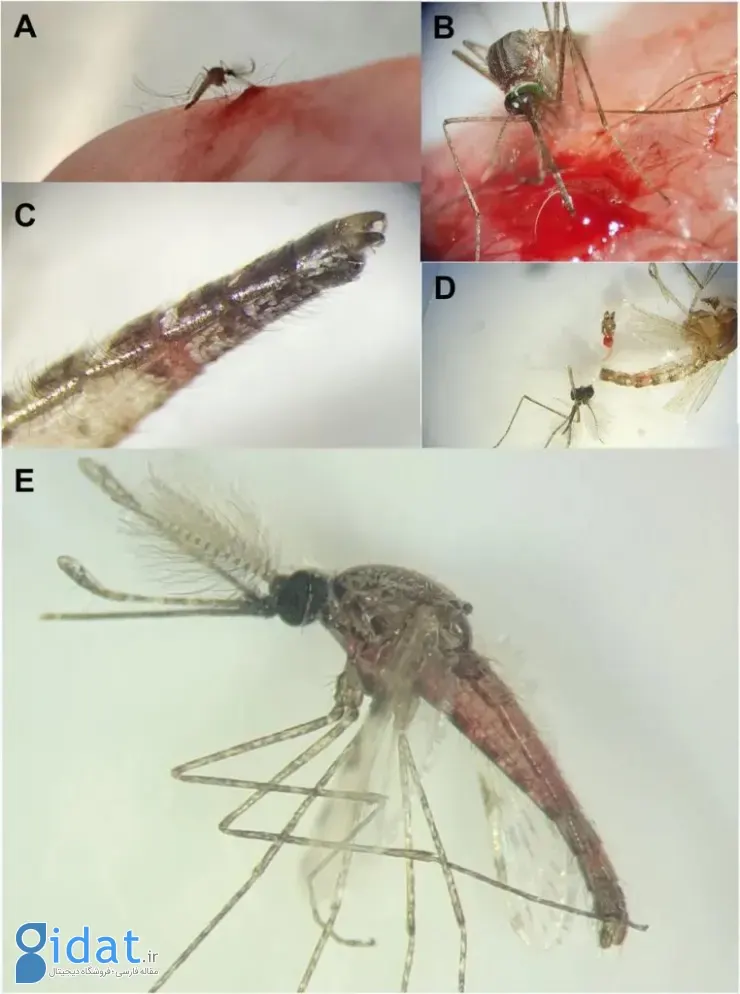 شواهد خون‌خواری پشه‌های نر