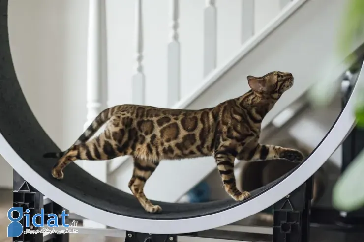 ریشه تاریخی گربه‌های خانگی