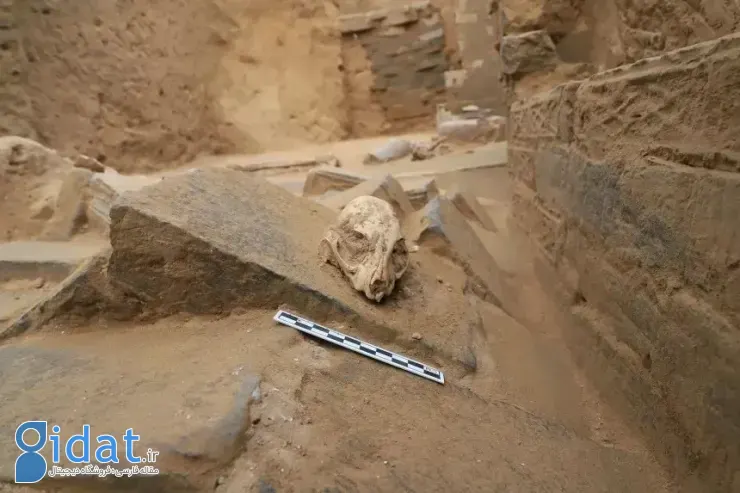 ریشه تاریخی گربه‌های خانگی