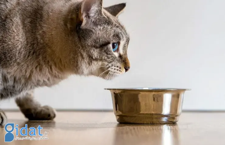 داروی لاغری گربهها