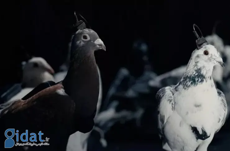 کاشت مغز در پرندگان؛ یک شرکت روسی با کاشت رابط‌های مغزی، کبوترها را به پهپاد تبدیل می‌کند