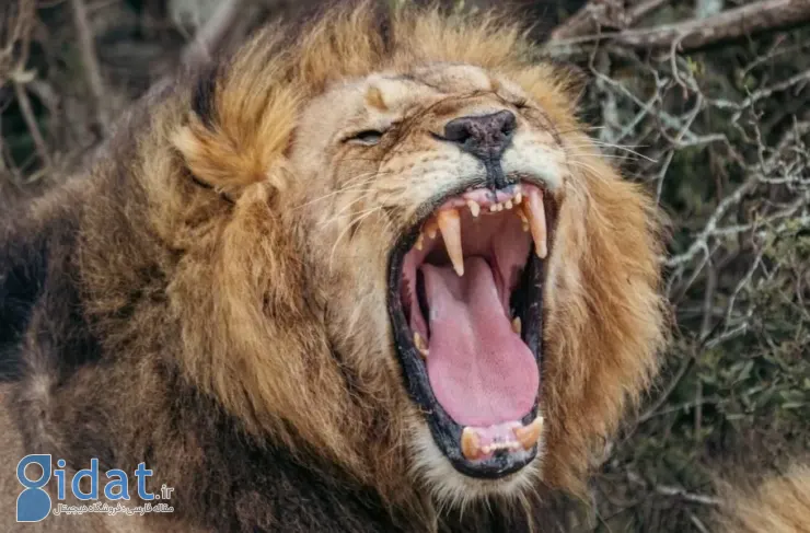 محققان با استفاده از هوش مصنوعی نوع جدیدی از غرش شیر را کشف کردند