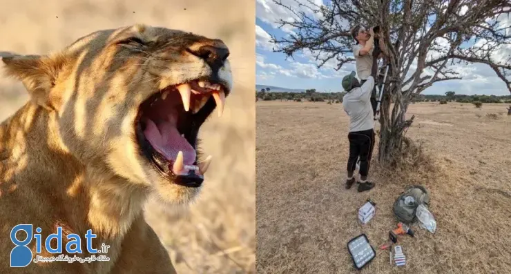 نوع جدید غرش شیرها