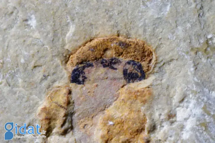 مهره داران چهار چشم