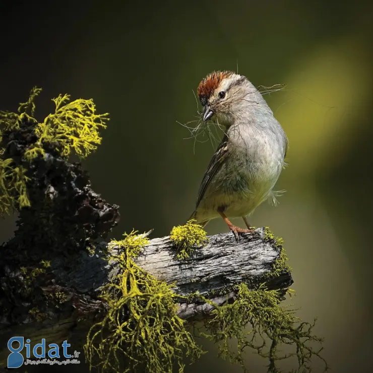 مسابقه عکاسی پرندگان ۲۰۲۵