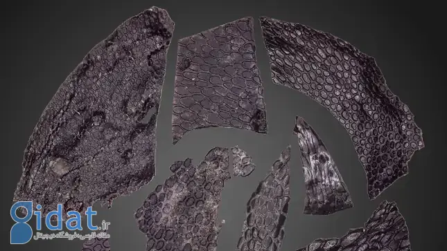 قدیمی‌ترین پوست فسیل‌شده با قدمت 300 میلیون سال کشف شد!