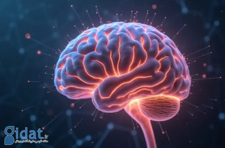 محققان ژاپنی: مقداری چربی شکم می تواند به حفظ سلامت مغز کمک کند