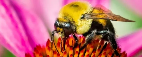 نتیجه یک مطالعه: ملکه زنبور عسل می‌تواند یک هفته زیر آب زنده بماند!