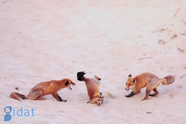 فینالیستهای مسابقه عکاسی کمدی حیاتوحش نیکون ۲۰۲۵ مشخص شدند