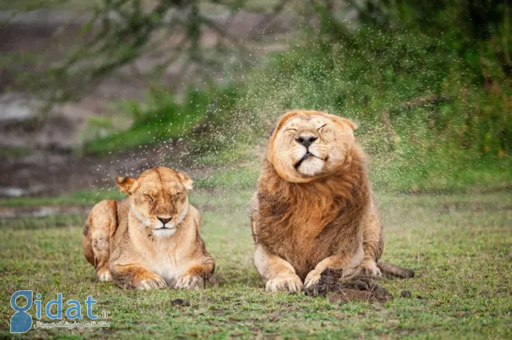 فینالیستهای مسابقه عکاسی کمدی حیاتوحش نیکون ۲۰۲۵ مشخص شدند