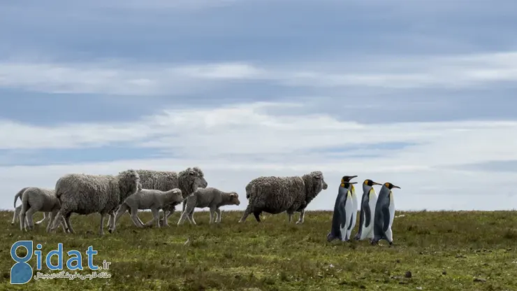 فینالیستهای مسابقه عکاسی کمدی حیاتوحش نیکون ۲۰۲۵ مشخص شدند