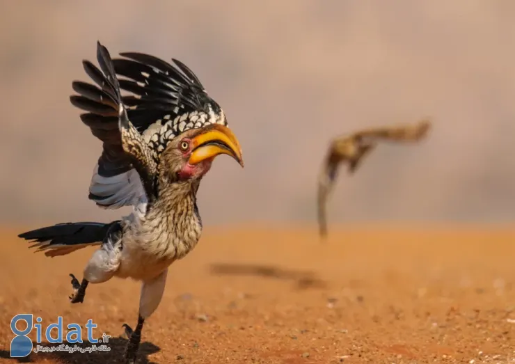 فینالیستهای مسابقه عکاسی کمدی حیاتوحش نیکون ۲۰۲۵ مشخص شدند