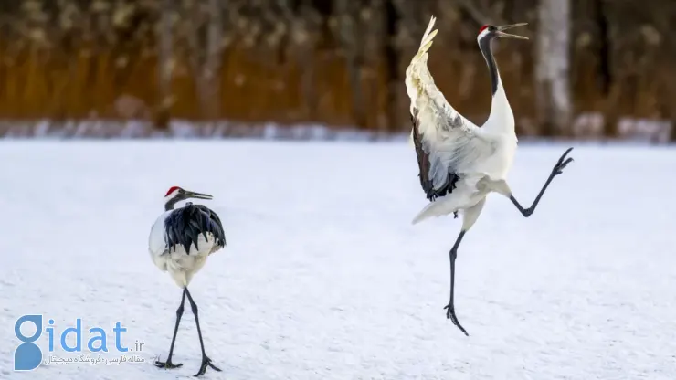 فینالیستهای مسابقه عکاسی کمدی حیاتوحش نیکون ۲۰۲۵ مشخص شدند